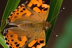 08