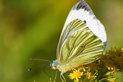 37