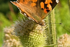 46