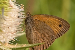 56