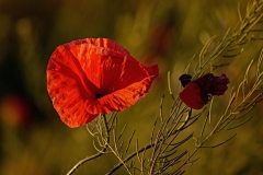 09