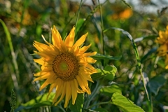 03