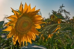 06
