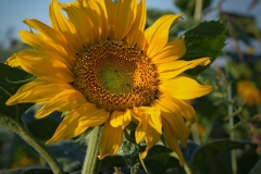 07
