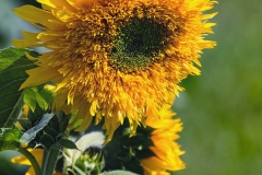 09