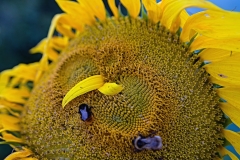 23