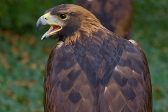 45