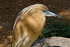 67